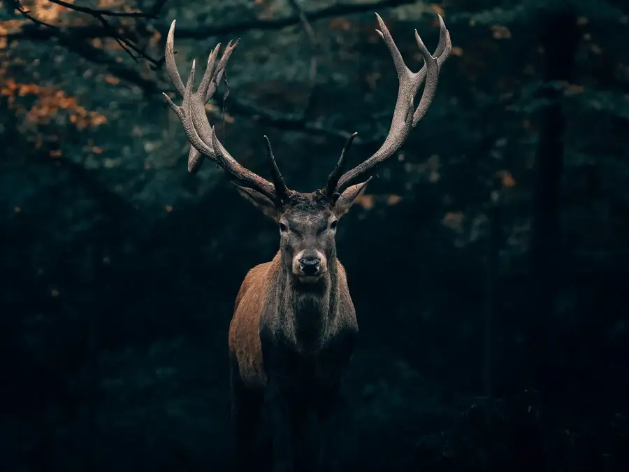 Jeleň s mohutným parožím stojí pod korunami stromov v jesennom lese