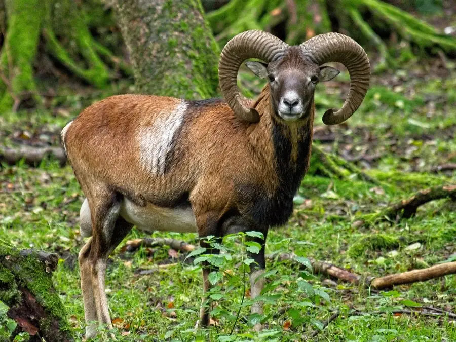 Muflón s mohutnými zatočenými rohmi stojí v lese a pozerá do objektívu